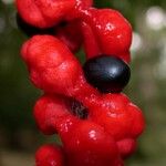 Cojoba catenata Fruto