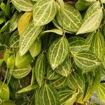 Dischidia ovata Habit