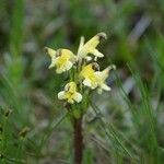 Pedicularis oederi Квітка