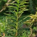 Torreya californica Hoja