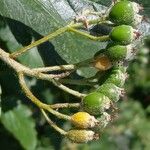 Sorbus intermedia Fruit