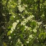 Hiraea fagifolia Habitus