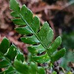 Polystichum braunii Φύλλο