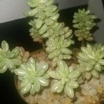 Sedum × rubrotinctum ഇല