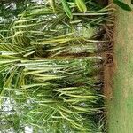 Pandanus tectorius Blad