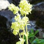 Alchemilla alpina Λουλούδι