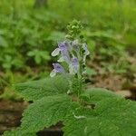 Scutellaria ovata Flower