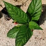 Ruellia elegans Fuelha