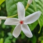Kopsia singapurensis Цветок