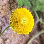 Cotula lineariloba Kwiat