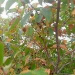 Combretum micranthum Frucht