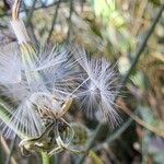 Chondrilla juncea Ffrwyth