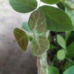 Oxalis hedysaroides Leaf