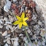 Gagea reticulata Flower