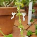 Coleus grandidentatus Flower