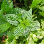 Pouzolzia zeylanica Leaf
