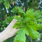 Quercus × rosacea Hoja