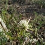 Trifolium alexandrinum Květ