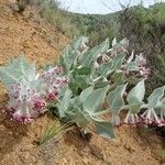 Asclepias californica অভ্যাস