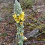 Verbascum thapsus Květ