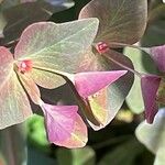 Euphorbia dulcis Blüte