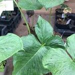 Arisaema fargesii Likasa
