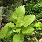 Salvia glutinosa Folio