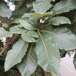 Quercus pontica Blatt