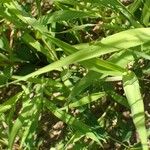 Phalaris minor 整株植物