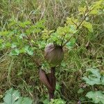 Angelica lucida Fuelha