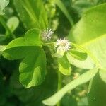 Trifolium resupinatum Blomma