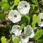 Ipomoea pandurata Flors