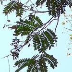 Cassia grandis Лист