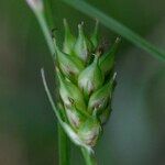 Carex punctata Fruitua