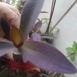 Tradescantia pallida List