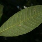 Bonafousia macrocalyx Листок