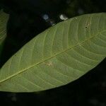 Bonafousia macrocalyx