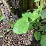 Lactuca macrophylla Feuille