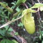 Phragmipedium longifolium Кветка