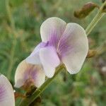 Tephrosia noctiflora Blomst