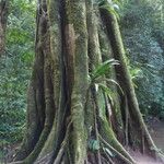 Ficus religiosa Bark