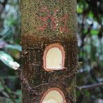 Erythrophleum suaveolens Bark