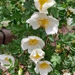 Rosa spinosissima Blüte