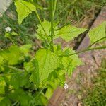 Alliaria petiolata Лист