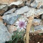 Tragopogon porrifolius Blodyn