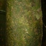 Poecilanthe hostmannii Corteza