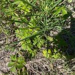 Hydrophyllum virginianum Листок