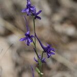 Delphinium gracile Floare