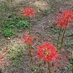 Lycoris radiata Blomst