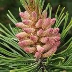 Pinus sylvestris Квітка